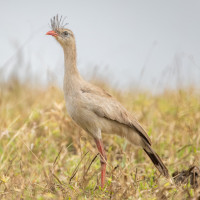 Red-legged Seriema